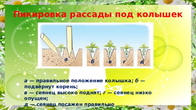 Пикировка рассады под колышек а б в г д а — правильное положение колышка; б — подвёрнут корень; в — сеянец высоко поднят; г — сеянец низко опущен; д — сеянец посажен правильно 