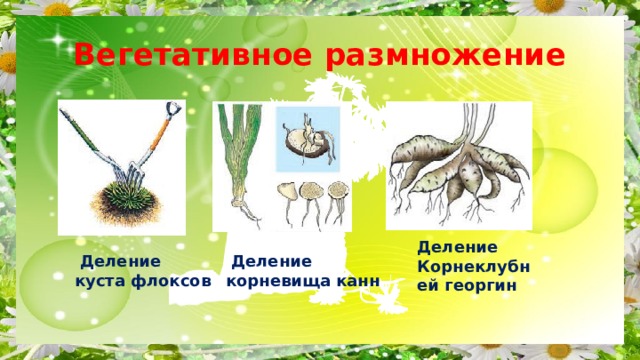  Вегетативное размножение  Деление корневища канн Деление Корнеклубней георгин  Деление куста флоксов 