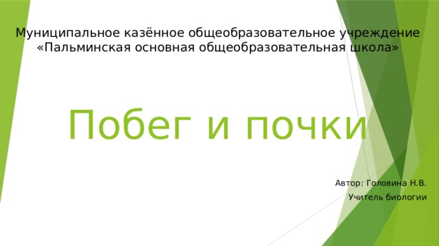 Муниципальное казённое общеобразовательное учреждение «Пальминская основная общеобразовательная школа»      Побег и почки Автор: Головина Н.В. Учитель биологии 