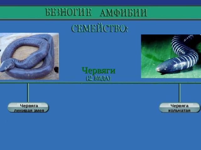Червяга ленивая змея Червяга кольчатая 