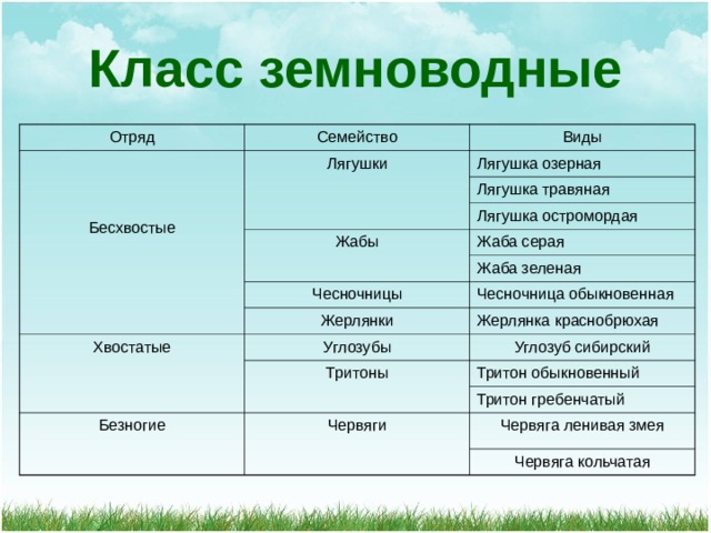 Класс земноводные Отряд Семейство Бесхвостые Виды Лягушки Лягушка озерная Лягушка травяная Жабы Лягушка остромордая Жаба серая Чесночницы Жаба зеленая Хвостатые Чесночница обыкновенная Жерлянки Углозубы Жерлянка краснобрюхая Углозуб сибирский Тритоны Тритон обыкновенный Безногие Тритон гребенчатый Червяги Червяга ленивая змея Червяга кольчатая 