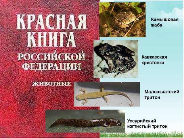 Камышовая жаба Кавказская крестовка Малоазиатский тритон Уссурийский когтистый тритон 