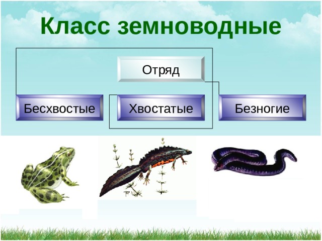 Класс земноводные Отряд Бесхвостые Хвостатые Безногие 