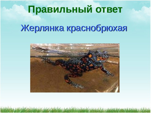 Правильный ответ Жерлянка краснобрюхая 