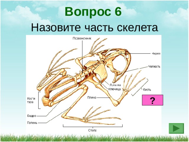 Вопрос 6 Назовите часть скелета ? 