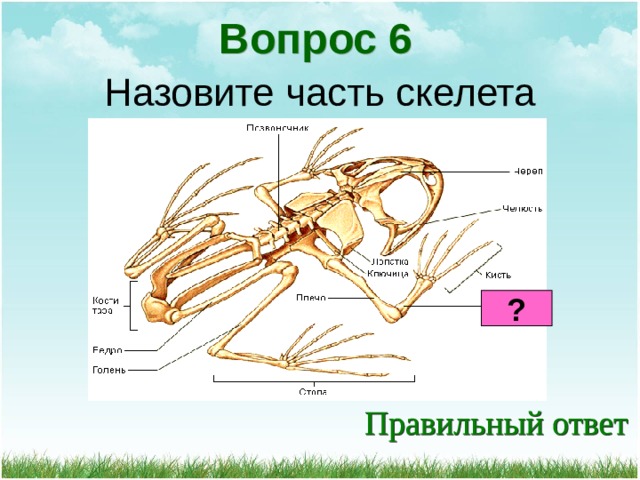 Вопрос 6 Назовите часть скелета ? 