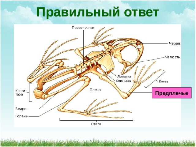 Правильный ответ Предплечье 