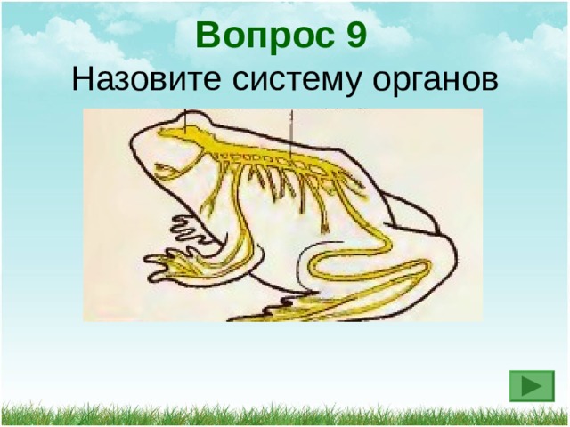 Вопрос 9 Назовите систему органов 