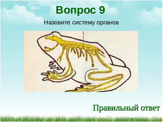 Вопрос 9 Назовите систему органов 