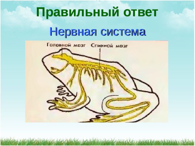 Правильный ответ Нервная система 