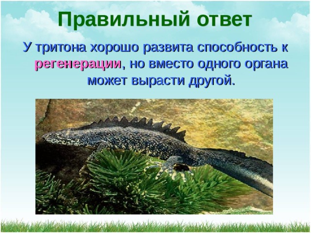 Правильный ответ У тритона хорошо развита способность к регенерации , но вместо одного органа может вырасти другой. 
