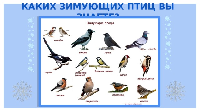 КАКИХ ЗИМУЮЩИХ ПТИЦ ВЫ ЗНАЕТЕ? 