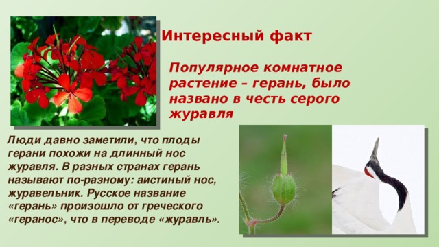 Интересный факт Популярное комнатное растение – герань, было названо в честь серого журавля Люди давно заметили, что плоды герани похожи на длинный нос журавля. В разных странах герань называют по-разному: аистиный нос, журавельник. Русское название «герань» произошло от греческого «геранос», что в переводе «журавль». 