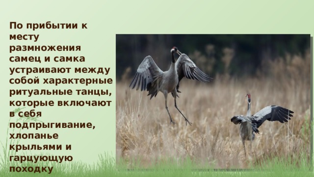 По прибытии к месту размножения самец и самка устраивают между собой характерные ритуальные танцы, которые включают в себя подпрыгивание, хлопанье крыльями и гарцующую походку 