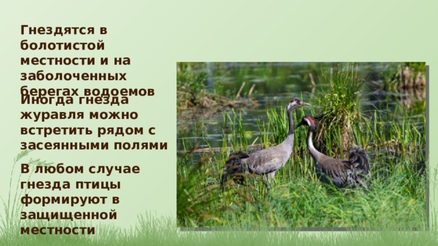 Гнездятся в болотистой местности и на заболоченных берегах водоемов Иногда гнезда журавля можно встретить рядом с засеянными полями В любом случае гнезда птицы формируют в защищенной местности 