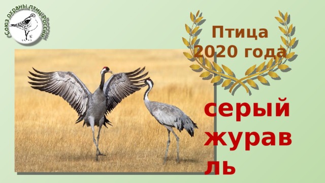 Птица 2020 года серый журавль 