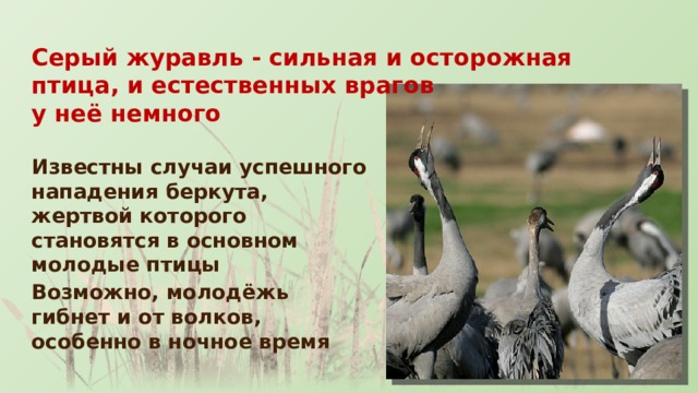 Серый журавль - сильная и осторожная птица, и естественных врагов у неё немного Известны случаи успешного нападения беркута, жертвой которого становятся в основном молодые птицы Возможно, молодёжь гибнет и от волков, особенно в ночное время 