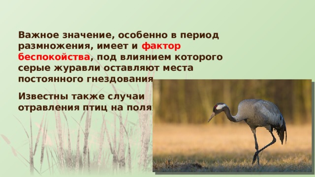 Важное значение, особенно в период размножения, имеет и  фактор беспокойства , под влиянием которого серые журавли оставляют места постоянного гнездования Известны также случаи отравления птиц на полях 