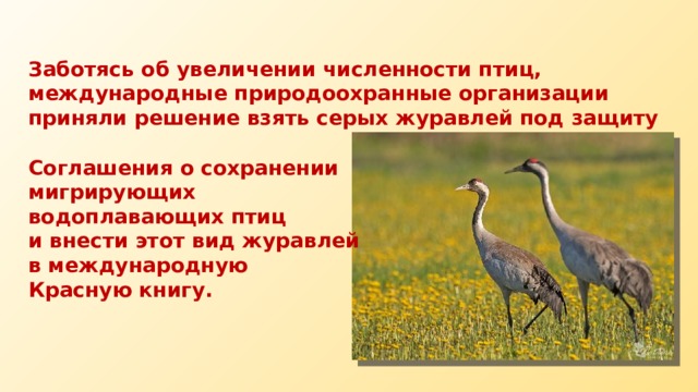 Заботясь об увеличении численности птиц, международные природоохранные организации приняли решение взять серых журавлей под защиту Соглашения о сохранении мигрирующих водоплавающих птиц и внести этот вид журавлей в международную Красную книгу. 