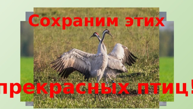 Сохраним этих прекрасных птиц! 