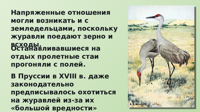 Напряженные отношения могли возникать и с земледельцами, поскольку журавли поедают зерно и всходы. Останавливавшиеся на отдых пролетные стаи прогоняли с полей. В Пруссии в XVIII в. даже законодательно предписывалось охотиться на журавлей из-за их «большой вредности» 