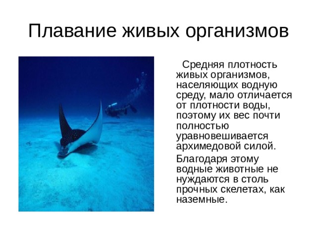 Плавание живых организмов  Средняя плотность живых организмов, населяющих водную среду, мало отличается от плотности воды, поэтому их вес почти полностью уравновешивается архимедовой силой.  Благодаря этому водные животные не нуждаются в столь прочных скелетах, как наземные.