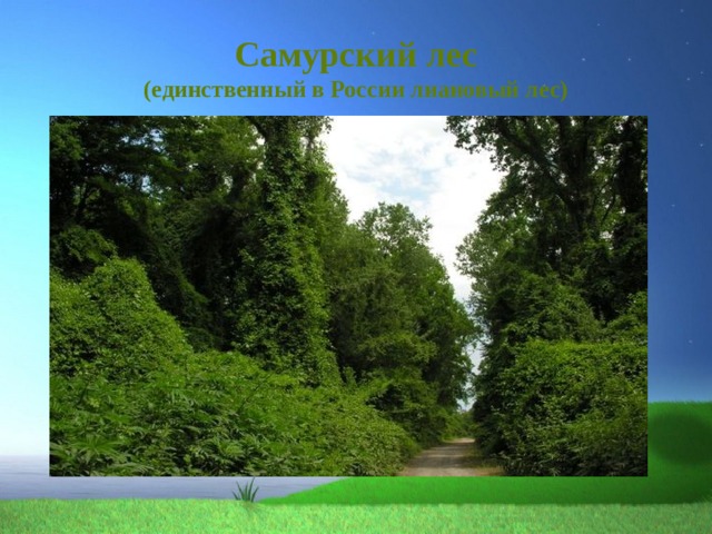 Самурский лес  (единственный в России лиановый лес) 