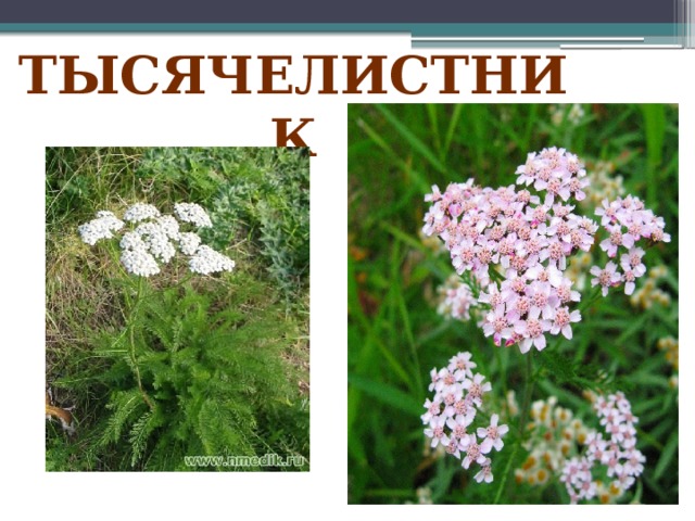 Тысячелистник 