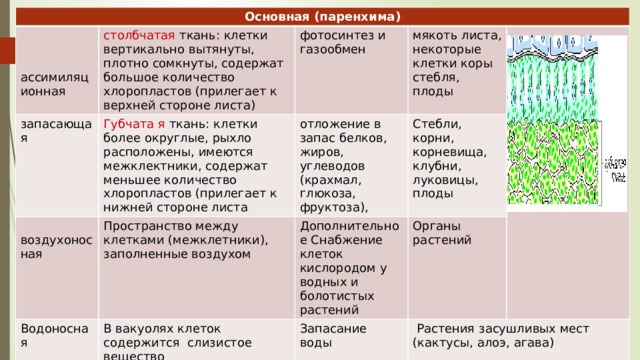Основная (паренхима) запасающая столбчатая ткань: клетки вертикально вытянуты, плотно сомкнуты, содержат большое количество хлоропластов (прилегает к верхней стороне листа) фотосинтез и газообмен Губчата я ткань: клетки более округлые, рыхло расположены, имеются межклектники, содержат меньшее количество хлоропластов (прилегает к нижней стороне листа  воздухоносная Водоносная отложение в запас белков, жиров, углеводов (крахмал, глюкоза, фруктоза), ассимиляционная мякоть листа, некоторые клетки коры стебля, плоды Пространство между клетками (межклетники), заполненные воздухом В вакуолях клеток содержится слизистое вещество Стебли, корни, корневища, клубни, луковицы, плоды Дополнительное Снабжение клеток кислородом у водных и болотистых растений Запасание воды Органы растений  Растения засушливых мест (кактусы, алоэ, агава) 