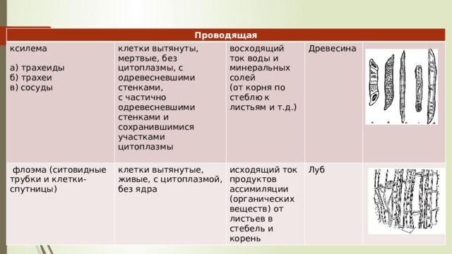 Проводящая ксилема  флоэма (ситовидные трубки и клетки-спутницы) клетки вытянуты, мертвые, без цитоплазмы, с одревесневшими стенками, а) трахеиды клетки вытянутые, живые, с цитоплазмой, без ядра с частично одревесневшими стенками и сохранившимися участками цитоплазмы восходящий ток воды и минеральных солей Древесина исходящий ток продуктов ассимиляции (органических веществ) от листьев в стебель и корень (от корня по стеблю к листьям и т.д.) б) трахеи в) сосуды Луб 