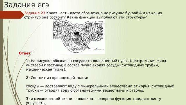 Задания егэ Задание 23 Какая часть листа обозначена на рисунке буквой А и из каких структур она состоит? Какие функции выполняют эти структуры? Ответ : 1) На рисунке обозначен сосудисто-волокнистый пучок (центральная жила листовой пластины; в состав пучка входят сосуды, ситовидные трубки, механическая ткань). 2) Состоит из проводящей ткани: сосуды — доставляют воду с минеральными веществами от корня; ситовидные трубки — отводят воду с органическими веществами к стеблю. 3) и механической ткани — волокна — опорная функция, придают листу упругость. 