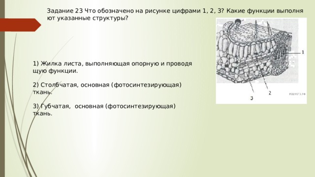 Задание 23 Что обо­зна­че­но на ри­сун­ке циф­ра­ми 1, 2, 3? Какие функ­ции вы­пол­ня­ют ука­зан­ные структуры? 1) Жилка листа, вы­пол­ня­ю­щая опор­ную и про­во­дя­щую функции. 2) Столбчатая, основная (фо­то­син­те­зи­ру­ю­щая) ткань. 3) Губчатая, основная (фо­то­син­те­зи­ру­ю­щая) ткань. 