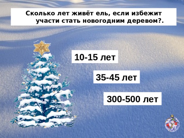 Сколько лет живёт ель, если избежит участи стать новогодним деревом?. 10-15 лет 35-45 лет 300-500 лет 