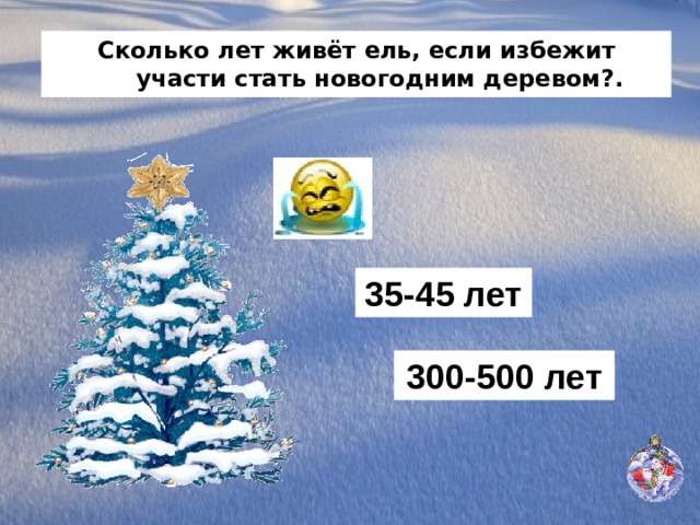 Сколько лет живёт ель, если избежит участи стать новогодним деревом?. 35-45 лет 300-500 лет 