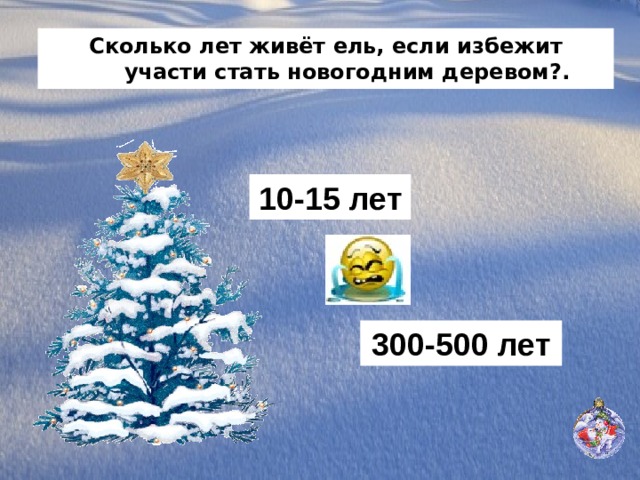 Сколько лет живёт ель, если избежит участи стать новогодним деревом?. 10-15 лет 300-500 лет 