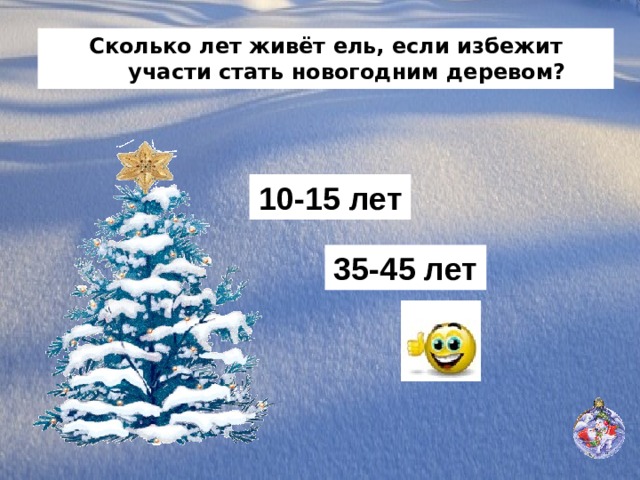 Сколько лет живёт ель, если избежит участи стать новогодним деревом? 10-15 лет 35-45 лет 