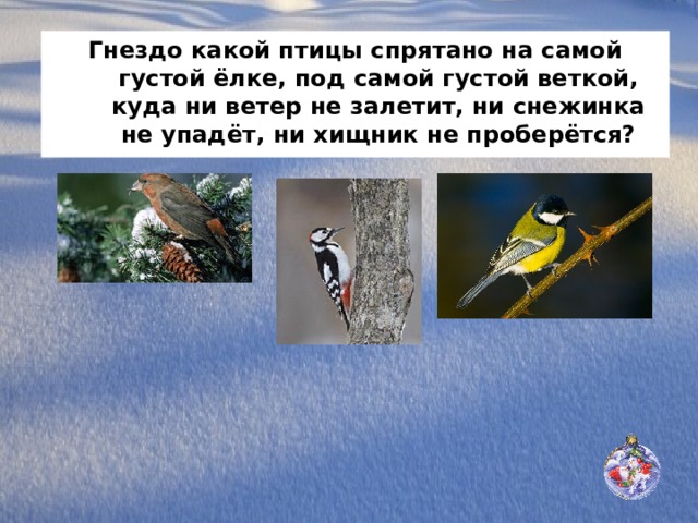 Гнездо какой птицы спрятано на самой густой ёлке, под самой густой веткой, куда ни ветер не залетит, ни снежинка не упадёт, ни хищник не проберётся? 
