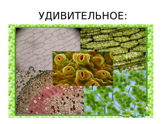 УДИВИТЕЛЬНОЕ: 