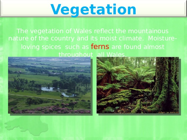 Vegetation The vegetation of Wales reflect the mountainous nature of the country and its moist climate. Moisture-loving spices such as ferns are found almost throughout all Wales. 