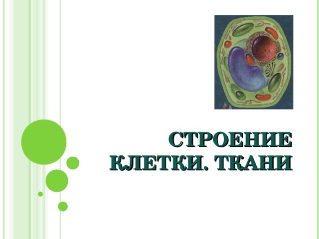 СТРОЕНИЕ КЛЕТКИ. ТКАНИ 