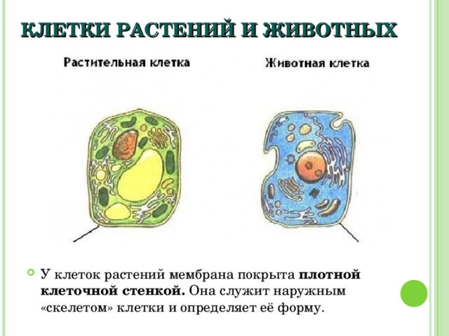 КЛЕТКИ РАСТЕНИЙ И ЖИВОТНЫХ У клеток растений мембрана покрыта плотной клеточной стенкой. Она служит наружным «скелетом» клетки и определяет её форму. 