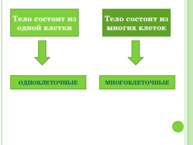 Тело состоит из одной клетки Тело состоит из многих клеток ОДНОКЛЕТОЧНЫЕ МНОГОКЛЕТОЧНЫЕ 