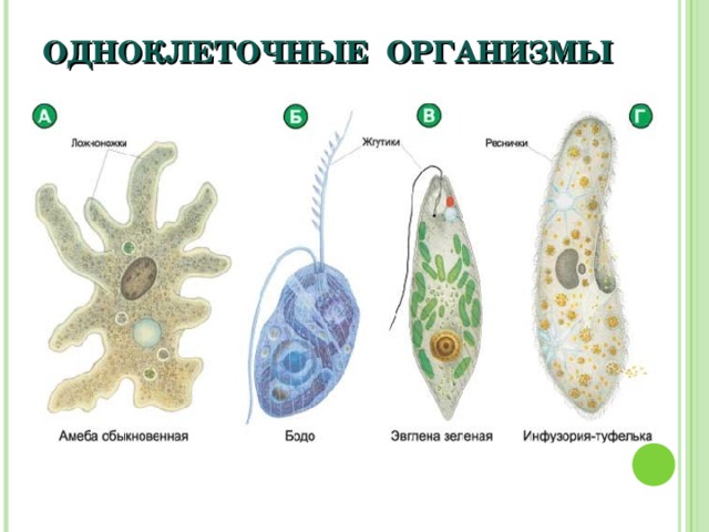 ОДНОКЛЕТОЧНЫЕ ОРГАНИЗМЫ 