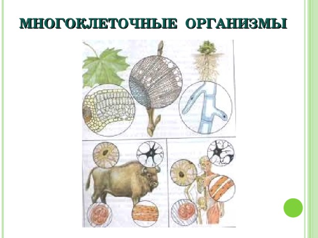 МНОГОКЛЕТОЧНЫЕ ОРГАНИЗМЫ 