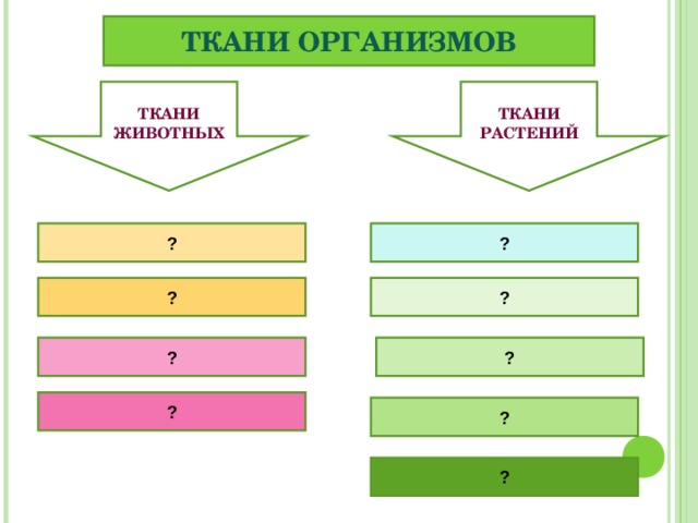 ТКАНИ ОРГАНИЗМОВ ТКАНИ ЖИВОТНЫХ ТКАНИ РАСТЕНИЙ ? ? ? ? ? ? ? ? ? 