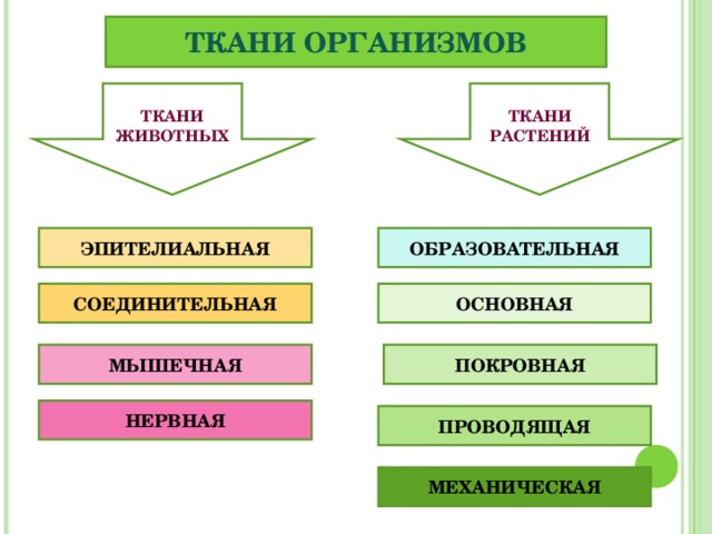 ТКАНИ ОРГАНИЗМОВ ТКАНИ ЖИВОТНЫХ ТКАНИ РАСТЕНИЙ ЭПИТЕЛИАЛЬНАЯ ОБРАЗОВАТЕЛЬНАЯ СОЕДИНИТЕЛЬНАЯ ОСНОВНАЯ МЫШЕЧНАЯ ПОКРОВНАЯ НЕРВНАЯ ПРОВОДЯЩАЯ МЕХАНИЧЕСКАЯ 