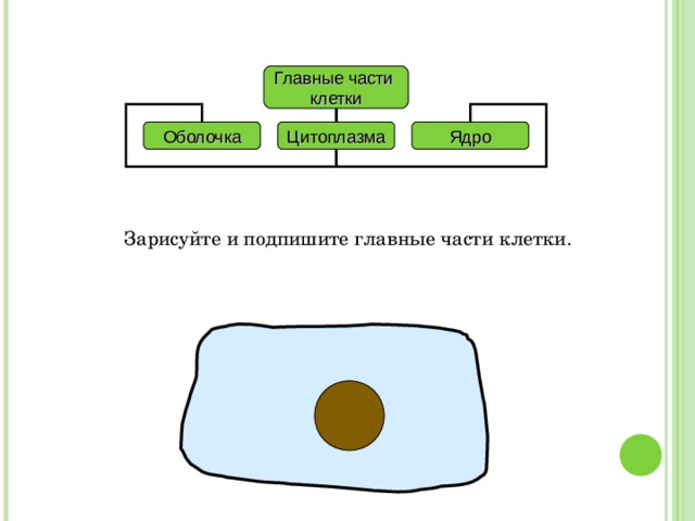 Главные части клетки Оболочка Цитоплазма Ядро Зарисуйте и подпишите главные части клетки. 