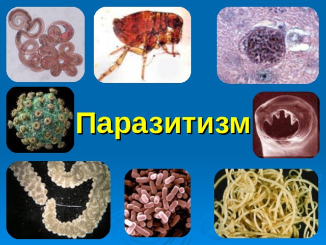 Паразитизм 