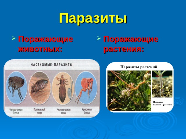 Паразиты Поражающие животных:  Поражающие растения:  