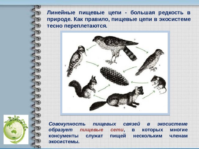 Линейные пищевые цепи - большая редкость в природе. Как правило, пищевые цепи в экосистеме тесно переплетаются. Совокупность пищевых связей в экосистеме образует пищевые сети , в которых многие консументы служат пищей нескольким членам экосистемы. 